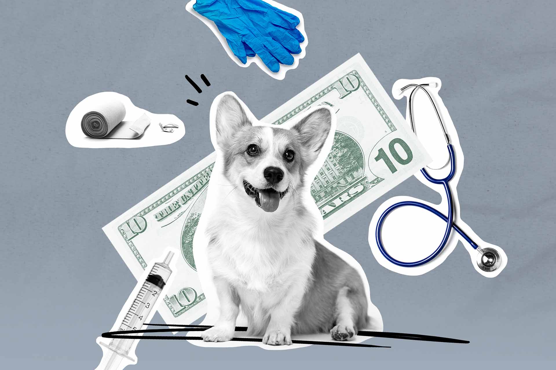 Here's Everything You Should Know Before Buying Pet Insurance