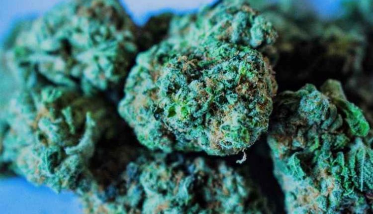 marijuana-weed-cannabis-pot-herb