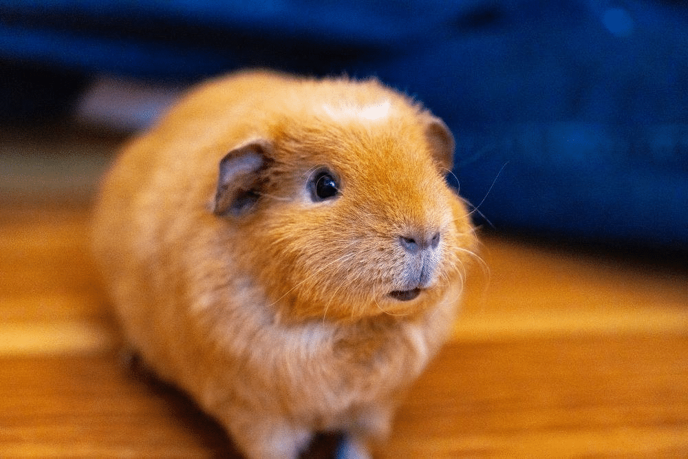 Guinea Pigs