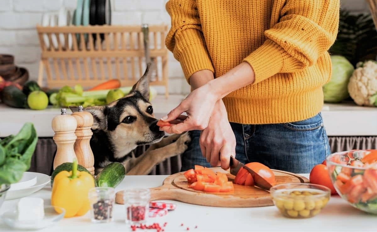Can Dogs Eat Cooked Shrimp? Allergy Risks and Importance of Pet Insurance
